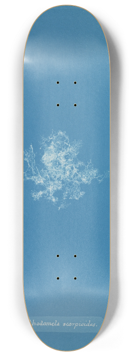 Anna Atkins - Rhodomela scorpioides 8.25 inch art skate deck
