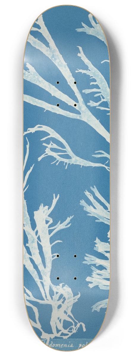 Anna Atkins - Rhodomenia polycarpa. 8.25 inch art skate deck