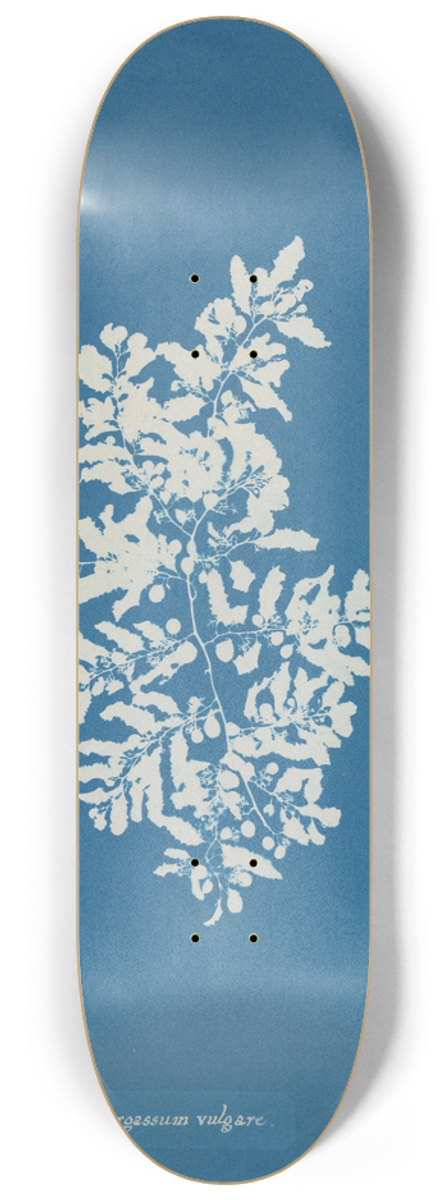 Anna Atkins - Sargassum vulgare 8.25 inch art skate deck