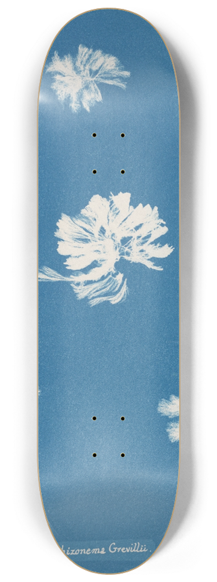 Anna Atkins - Schizonema Grevillii 8.25 inch art skate deck