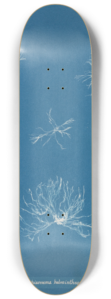 Anna Atkins - Schizonema helminthosum 8.25 inch art skate deck