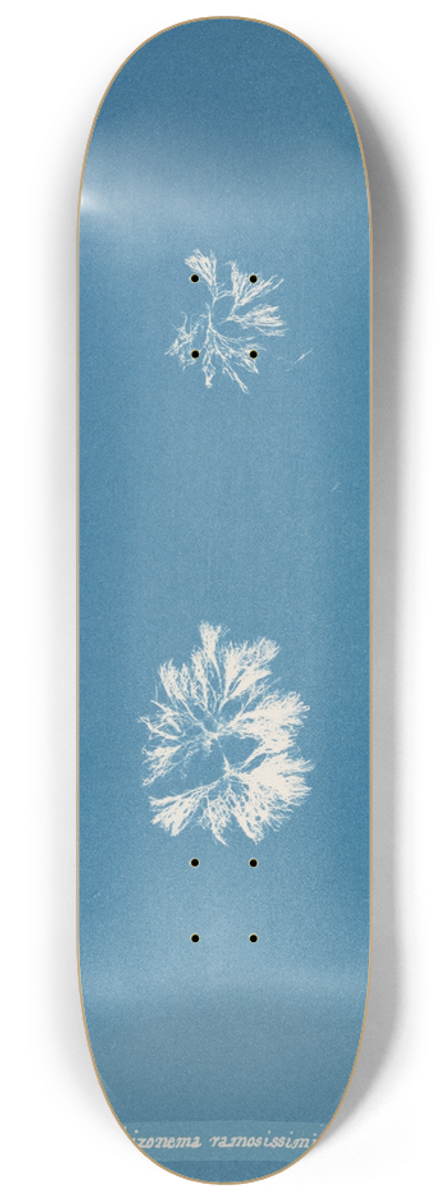 Anna Atkins - Schizonema ramosissimum 8.25 inch art skate deck