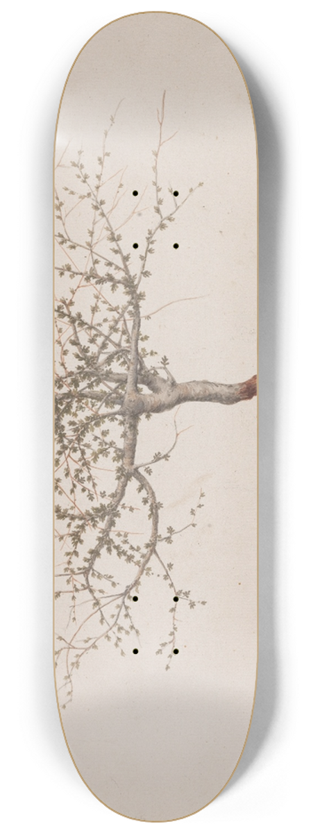 Luigi Balugani - Commiphora gileadensis (L.) C. Chr. (Balm of Gilead, Opobalsam). 8.25 inch art skate deck