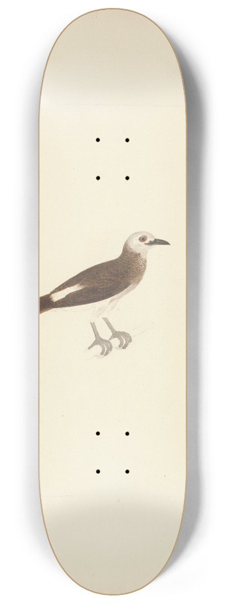 Luigi Balugani - Unidentified Bird 8.25 inch art skate deck