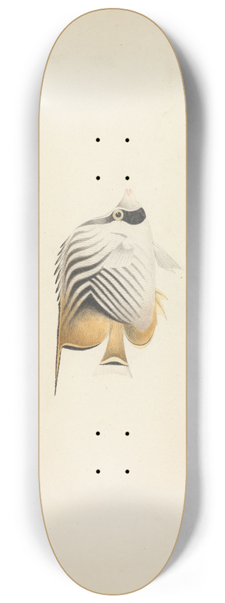 Luigi Balugani - Unidentified Fish 8.25 inch art skate deck