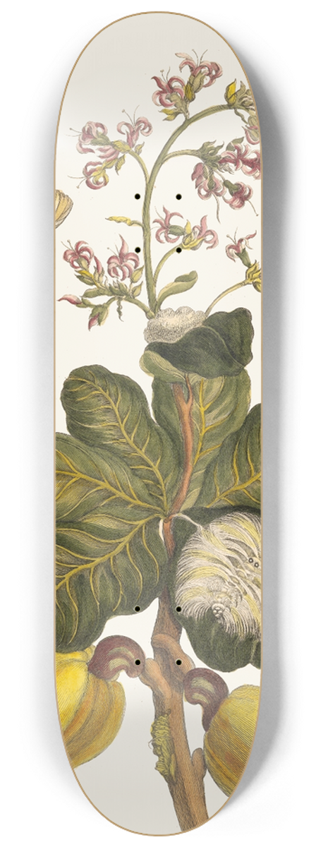 Maria Sibylla Merian - Caschou 8.25 inch art skate deck