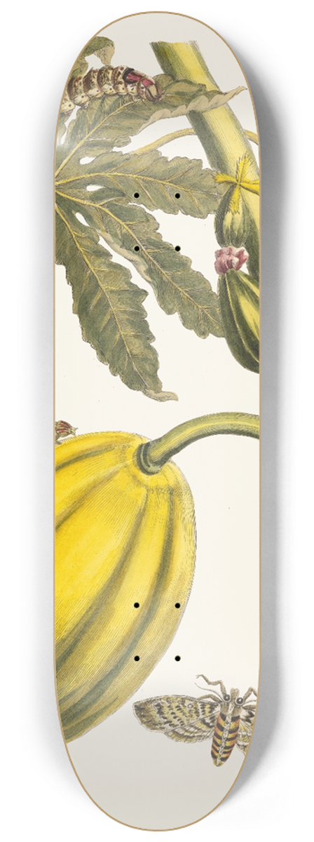 Maria Sibylla Merian - Papaya 8.25 inch art skate deck