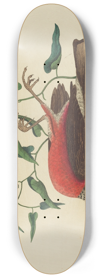 Mark Catesby - The Fieldfare of Carolina (Turdus migratorius) 8.25 inch art skate deck