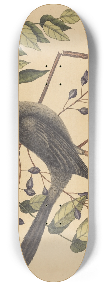 Mark Catesby - The Red Legged Thrush (Turdus plumbeus) 8.25 inch art skate deck