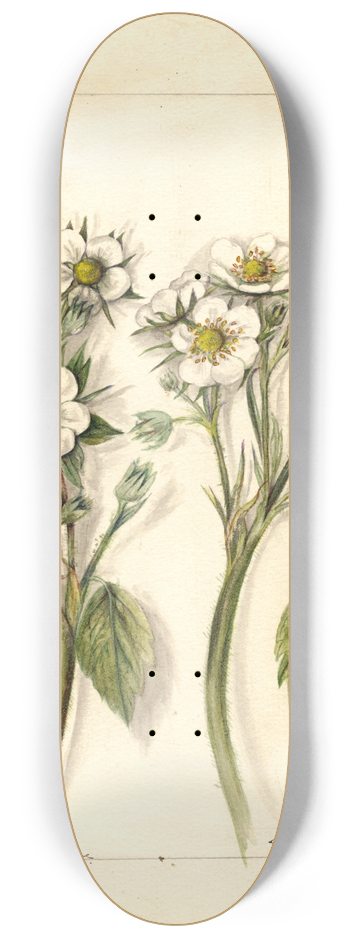 Mary Daisy Arnold - Fragaria 8.25 inch art skate deck