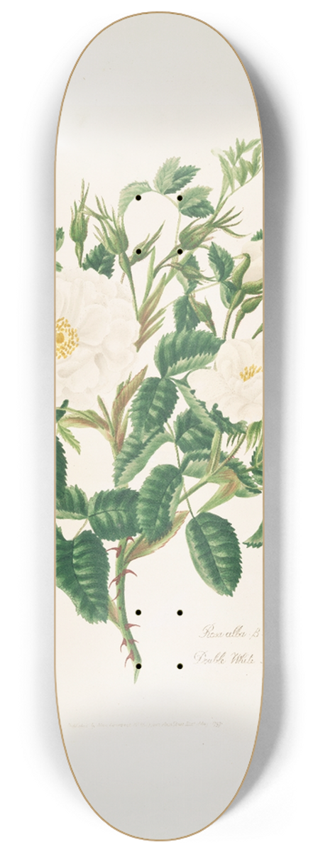 Mary Lawrance - Rosa alba3 8.25 inch art skate deck