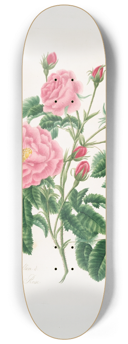 Mary Lawrance - Rosa gallica 8.25 inch art skate deck