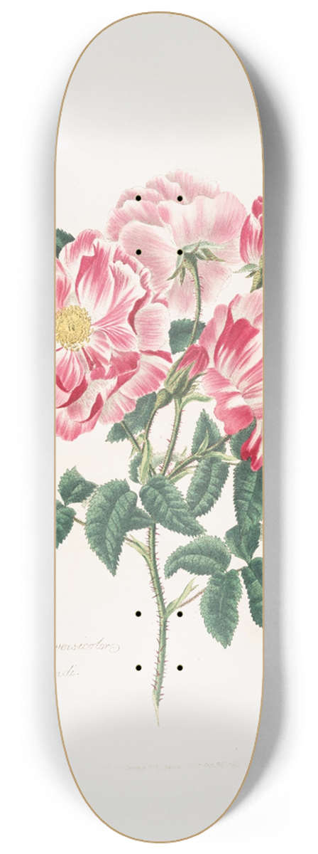 Mary Lawrance - Rosa gallica-versicolor 8.25 inch art skate deck