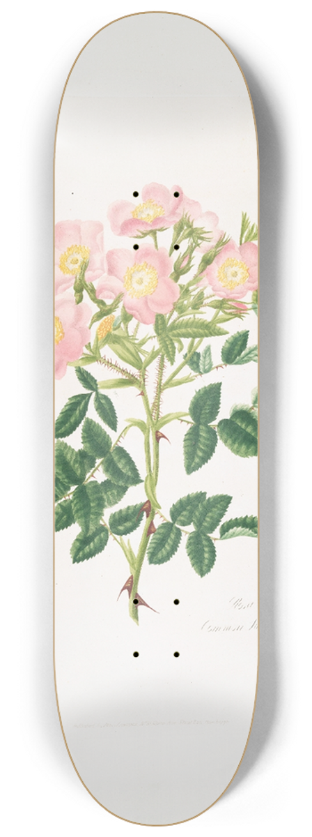 Mary Lawrance - Rosa indigossa 8.25 inch art skate deck
