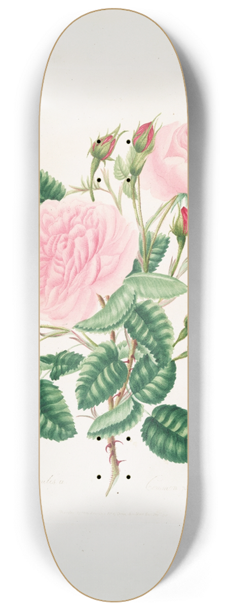 Mary Lawrance - Rosa provincialisa 8.25 inch art skate deck