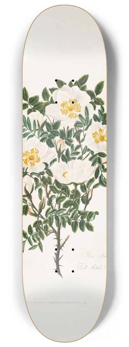 Mary Lawrance - Rosa spinosissima2 8.25 inch art skate deck
