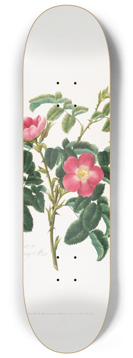 Mary Lawrance - Rosa villosa2 8.25 inch art skate deck