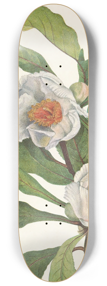 Mary Vaux Walcott - Franklinia. Pranklinia alatamaha 8.25 inch art skate deck