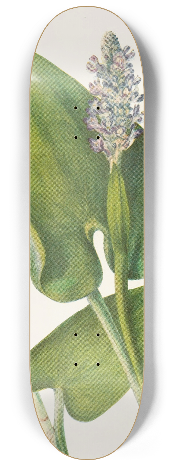 Mary Vaux Walcott - Pickerelweed. (Pontederia cordata) 8.25 inch art skate deck