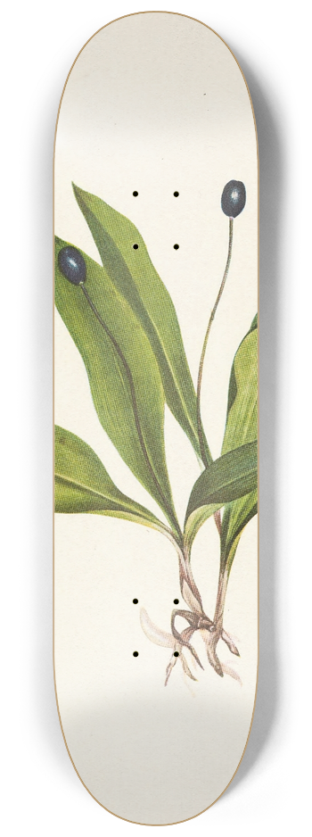 Mary Vaux Walcott - Queencup (fruit). Clintonia uniflora 8.25 inch art skate deck