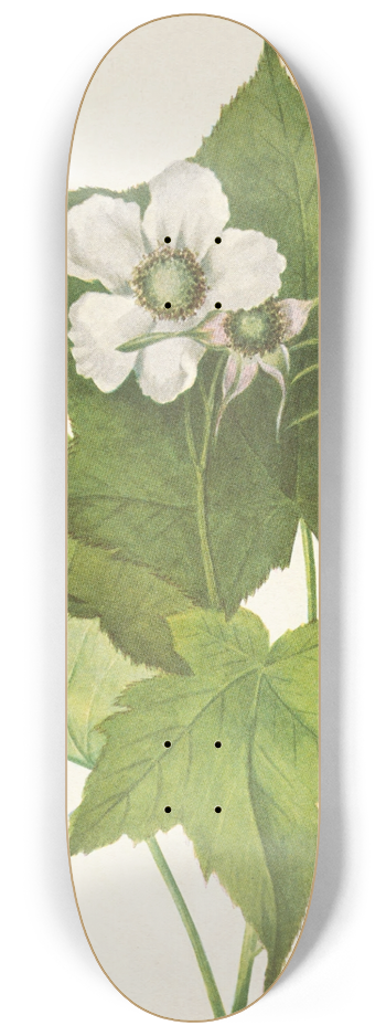 Mary Vaux Walcott - Whiteflowering Raspberry. Rubus parviflorus 8.25 inch art skate deck