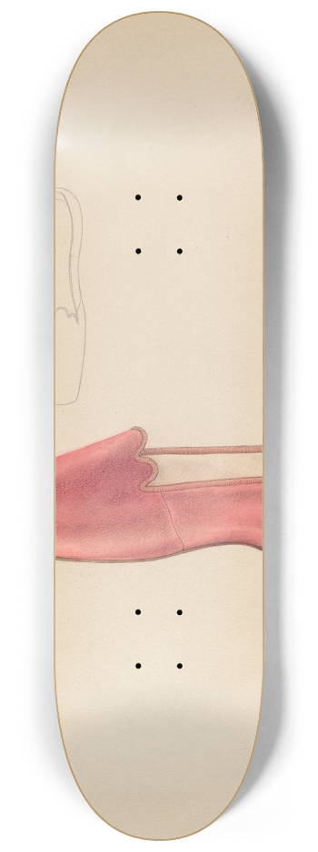 Melita Hofmann - Womans Slipper 8.25 inch art skate deck