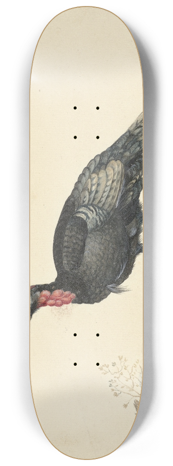 Nicolaas Struyk - Vogel met zwarte veren en een rode krop, staande, naar links 8.25 inch art skate deck