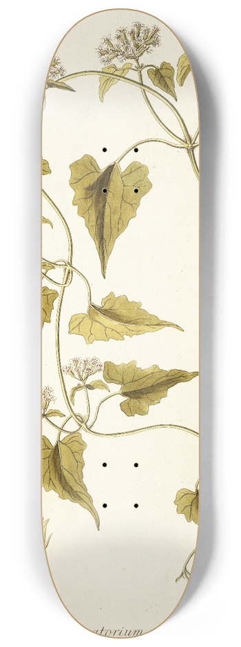 Nikolaus Joseph Freiherr von Jacquin - Eupatorium scandens 8.25 inch art skate deck