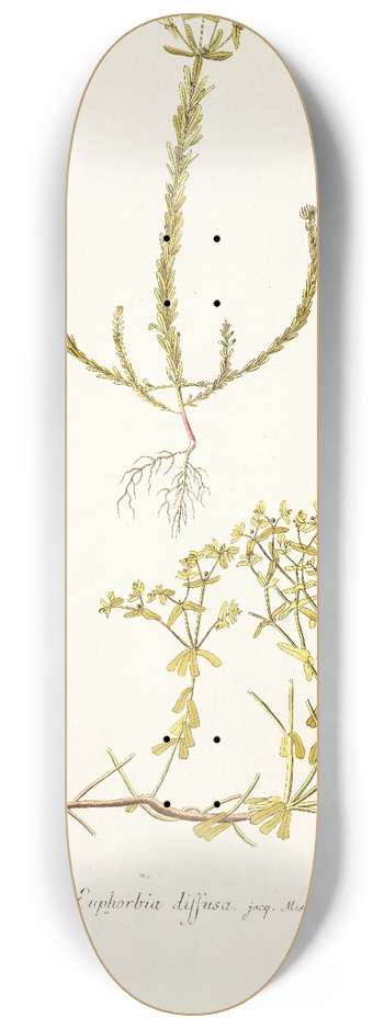 Nikolaus Joseph Freiherr von Jacquin - Euphorbia diffusa 8.25 inch art skate deck