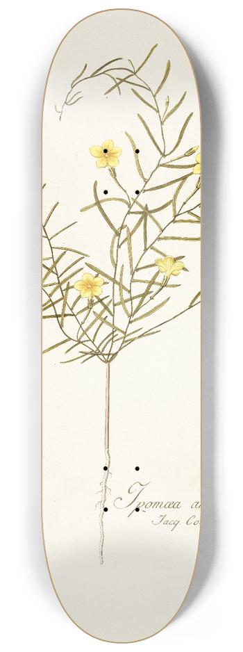Nikolaus Joseph Freiherr von Jacquin - Ipomoea angustifolia 8.25 inch art skate deck