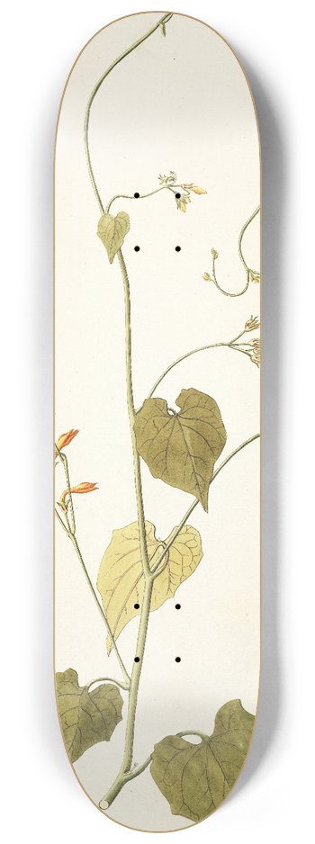 Nikolaus Joseph Freiherr von Jacquin - Ipomoea luteola 8.25 inch art skate deck