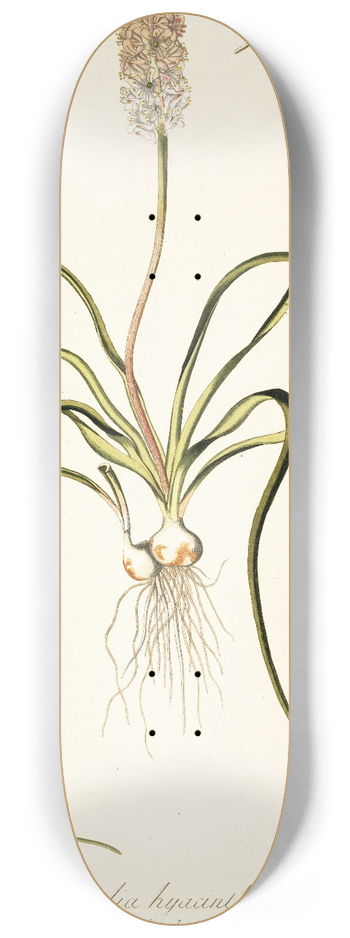 Nikolaus Joseph Freiherr von Jacquin - Lachenalia hyacinthoides 8.25 inch art skate deck