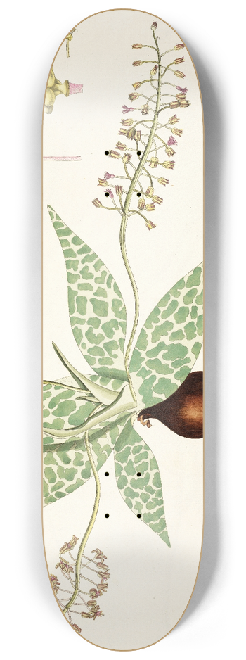 Nikolaus Joseph Freiherr von Jacquin - Lachenalia lanceaefolia 8.25 inch art skate deck
