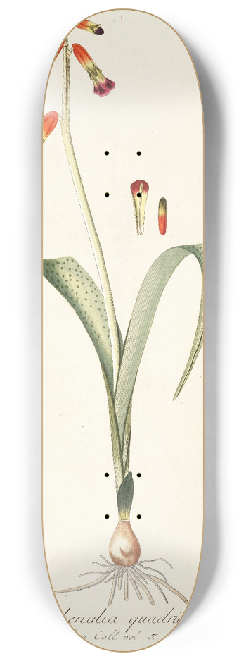 Nikolaus Joseph Freiherr von Jacquin - Lachenalia quadricolor 8.25 inch art skate deck