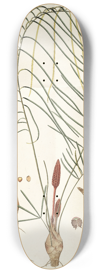 Nikolaus Joseph Freiherr von Jacquin - Zamia angustifolia 8.25 inch art skate deck