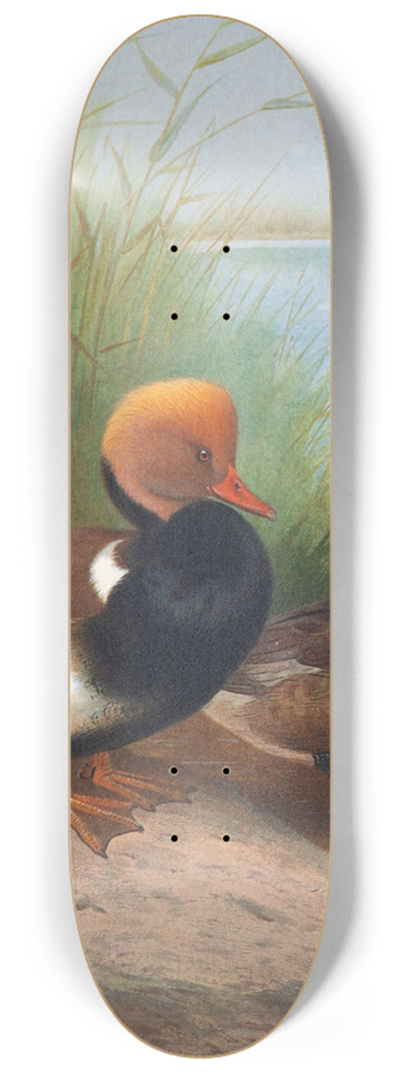 Otto Murray Dixon - Red-Crested Pochard 8.25 inch art skate deck