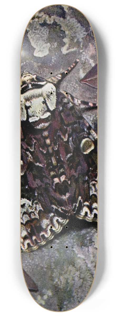 Paul-Andre Robert - LAcronycte du Trone 8.25 inch art skate deck