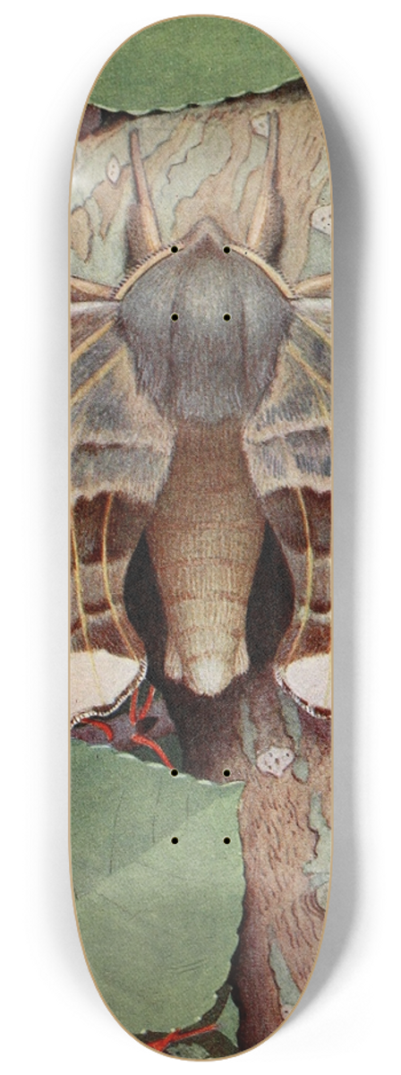 Paul-Andre Robert - Le Smrinthe du Peuplier 8.25 inch art skate deck
