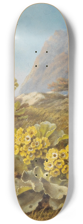 Pauline Halm-Flechner - Primula auricula, Cowslips 8.25 inch art skate deck