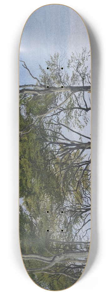 P. C. Skovgaard - View Through Beech Trees Across a Fiord 8.25 inch art skate deck