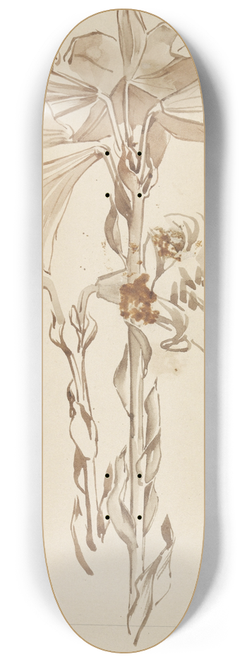 Antoon Derkinderen - Studieblad met twee takken lelies 8.25 inch art skate deck