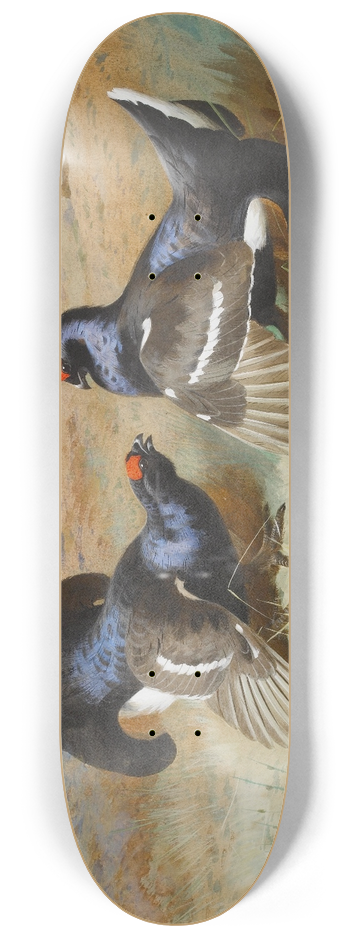 Archibald Thorburn - Blackcocks At The Lek 8.25 inch art skate deck