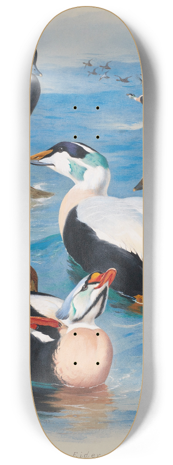 Archibald Thorburn - HarlequinAnd EiderDucks 8.25 inch art skate deck