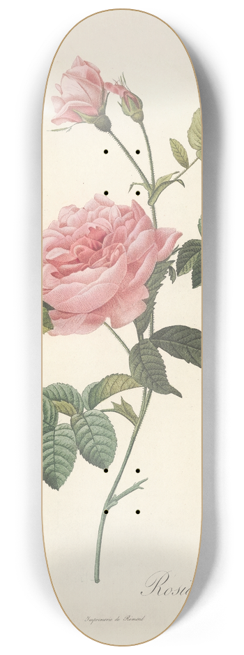 Pierre Joseph Redout - Rosa Inermis 8.25 inch art skate deck