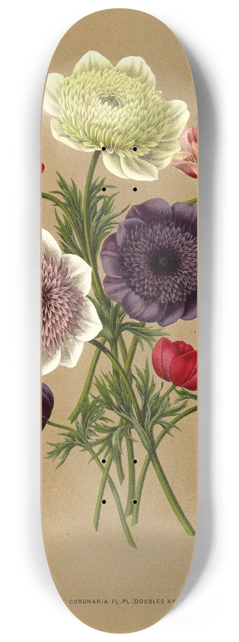 Arentina Hendrica Arendsen - Anemone Coronaria Fl. Pl. (Doubles Anemones) 8.25 inch art skate deck