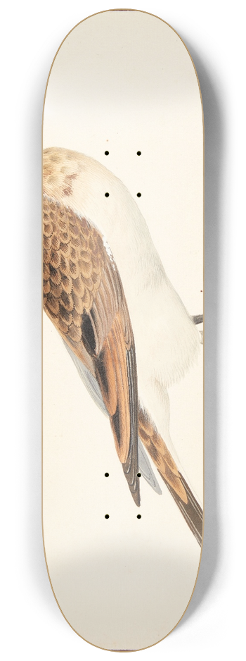 Pieter Holsteijn - En sanglrke alauda arvensis 8.25 inch art skate deck