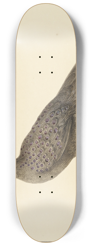 Pieter Pietersz. Barbiers - Spiegelpauw 8.25 inch art skate deck