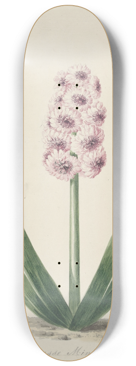 Pieter van Loo - Hyacint genaamd Surpasse Mine dOr 8.25 inch art skate deck