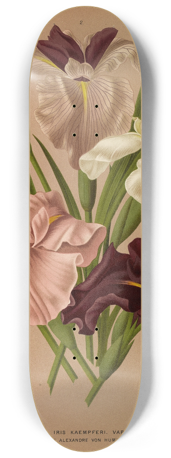 Arentina Hendrica Arendsen - Iris Kaempferi. Var 8.25 inch art skate deck
