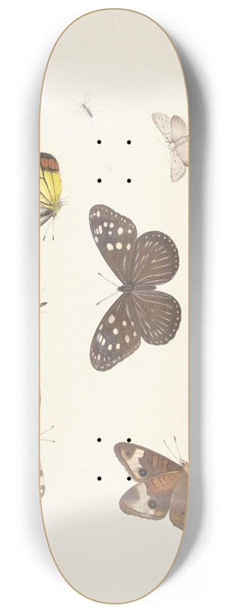 Pieter Withoos - Blad met vijf vlinders en twee vliegen 8.25 inch art skate deck